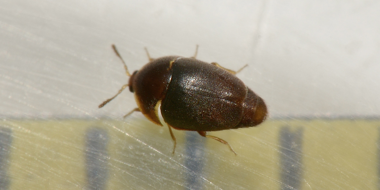 Corylophidae: Sericoderus lateralis? S